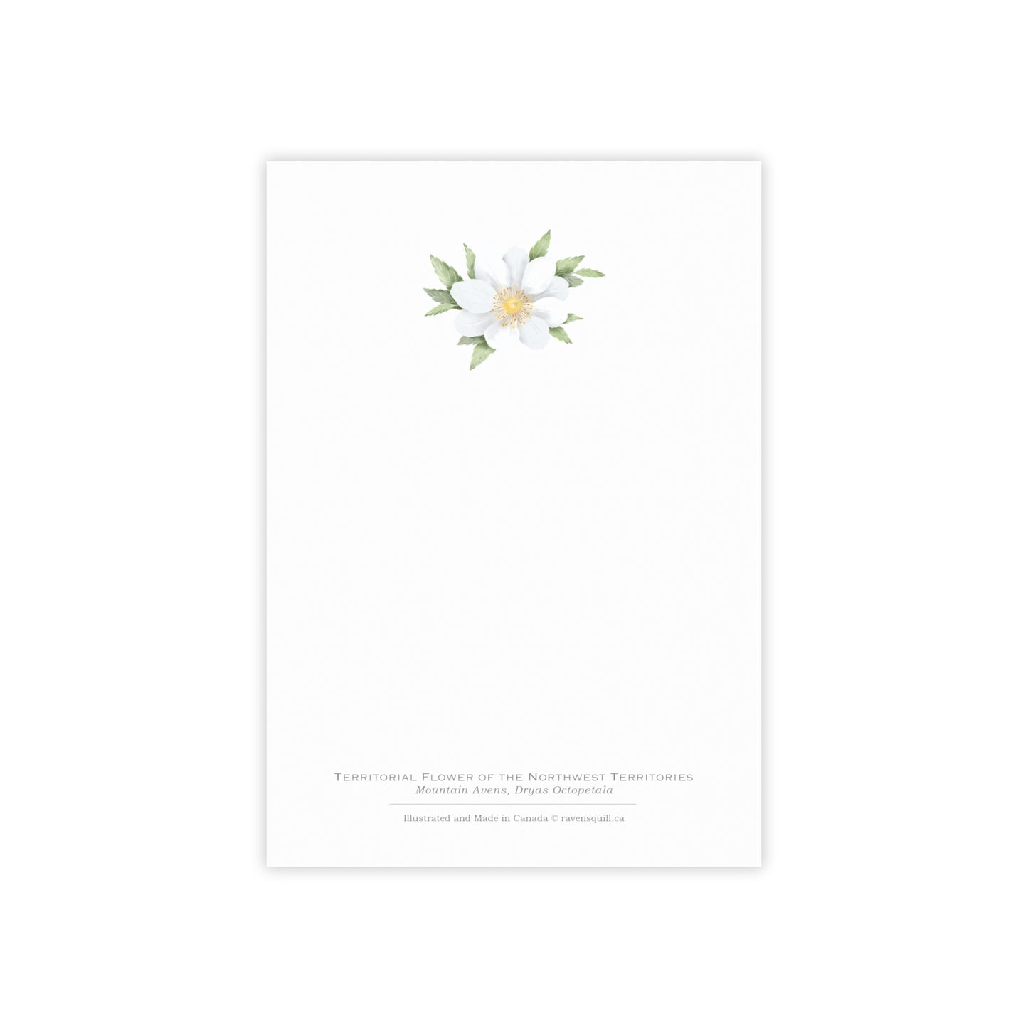 Territorial Flower of the Northwest Territories Notepad - Mountain Avens