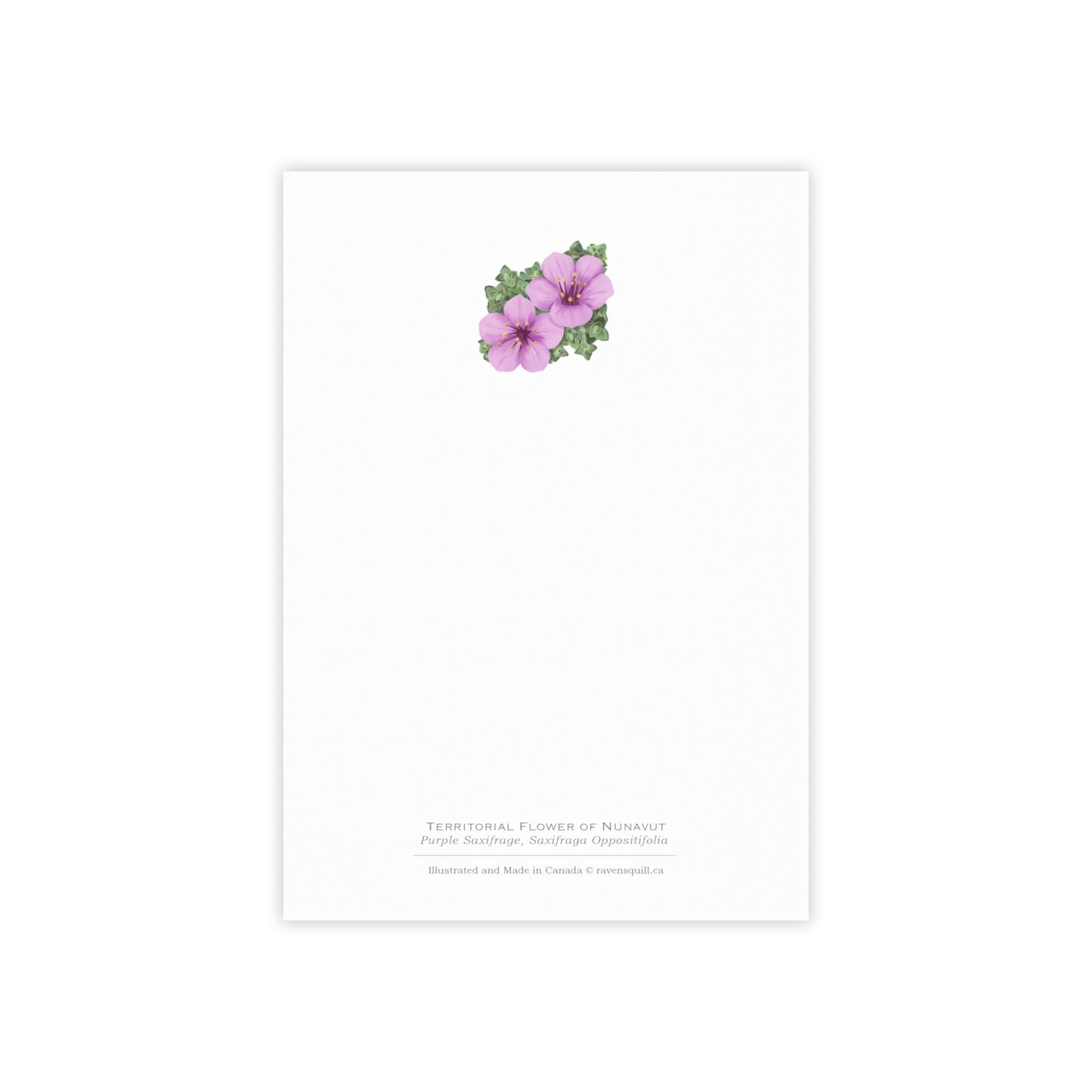 Territorial Flower of Nunavut Notepad - Purple Saxifrage