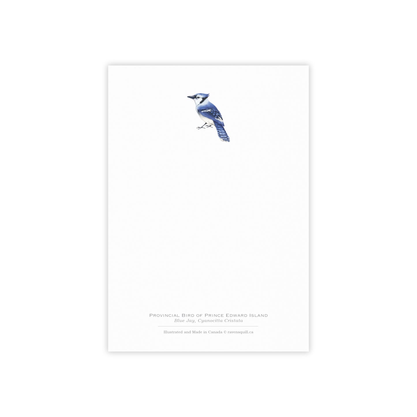 Provincial Bird of Prince Edward Island Notepad - Blue Jay