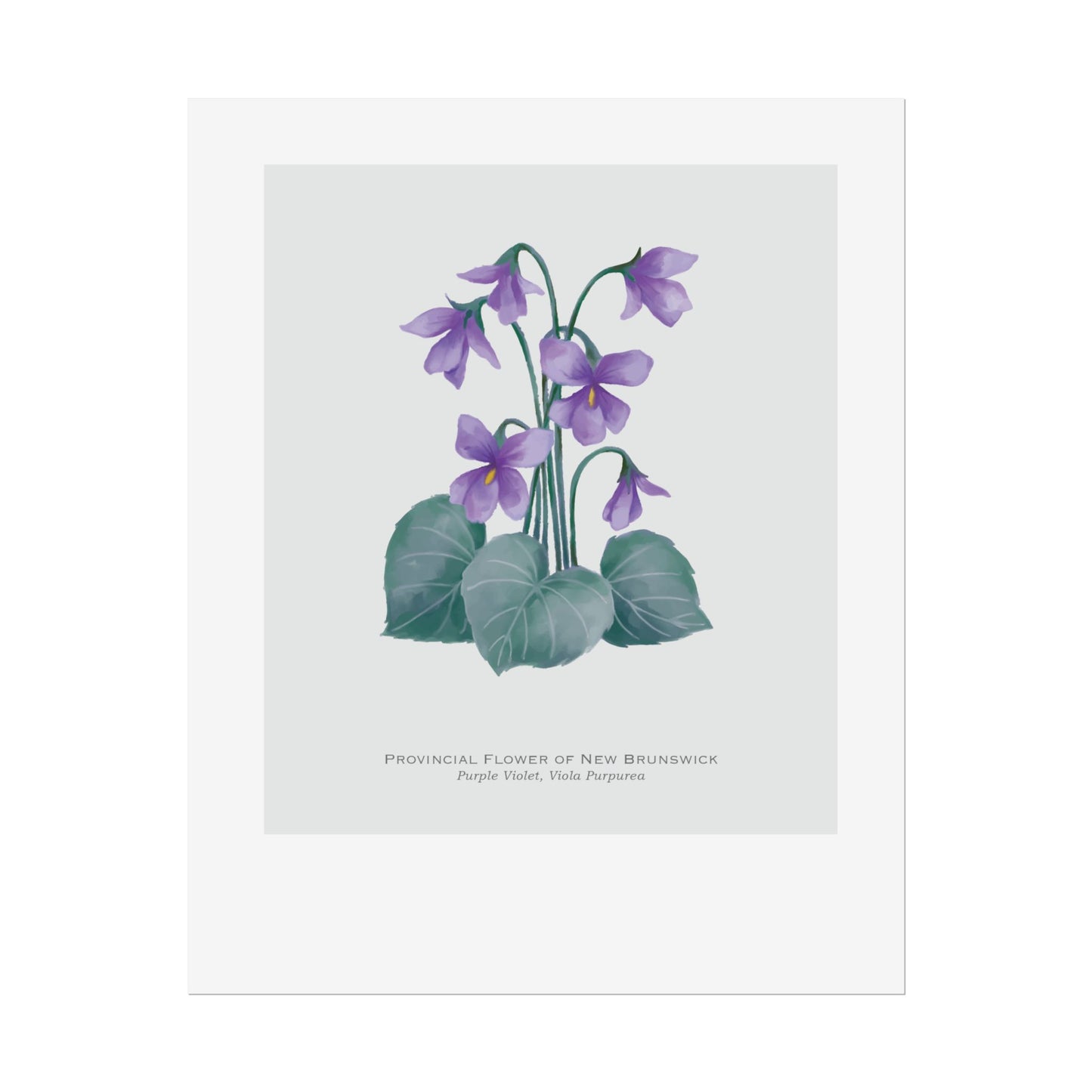 Provincial Flower of New Brunswick Print - Purple Violet