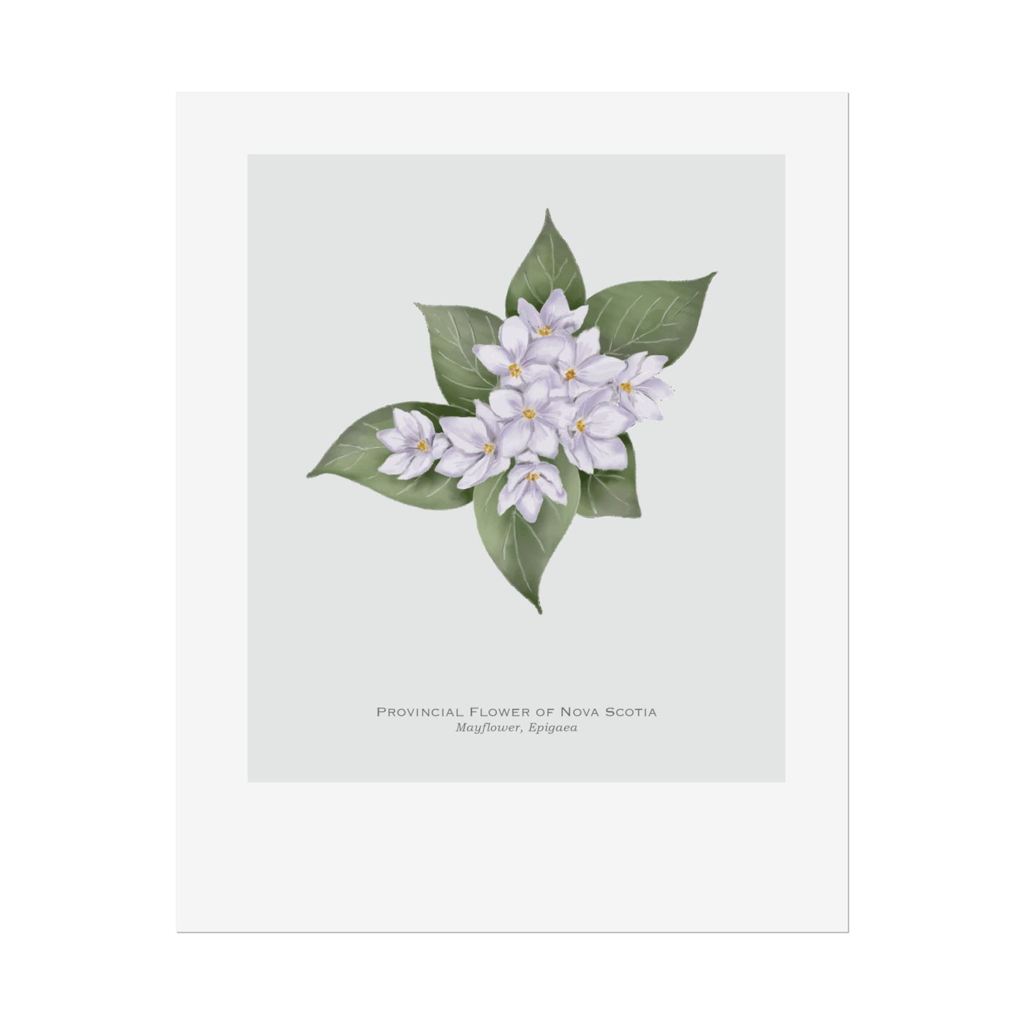 Provincial Flower of Nova Scotia Print - Mayflower