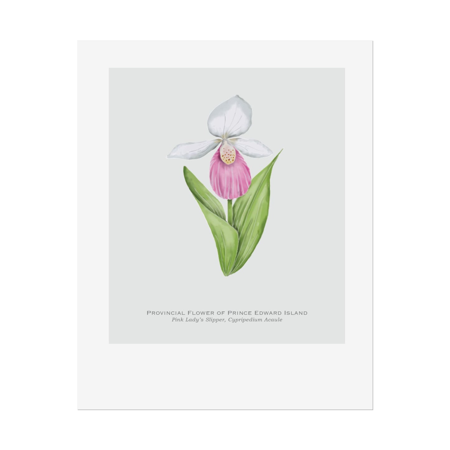 Provincial Flower of Prince Edward Island Print - Pink Lady's Slipper