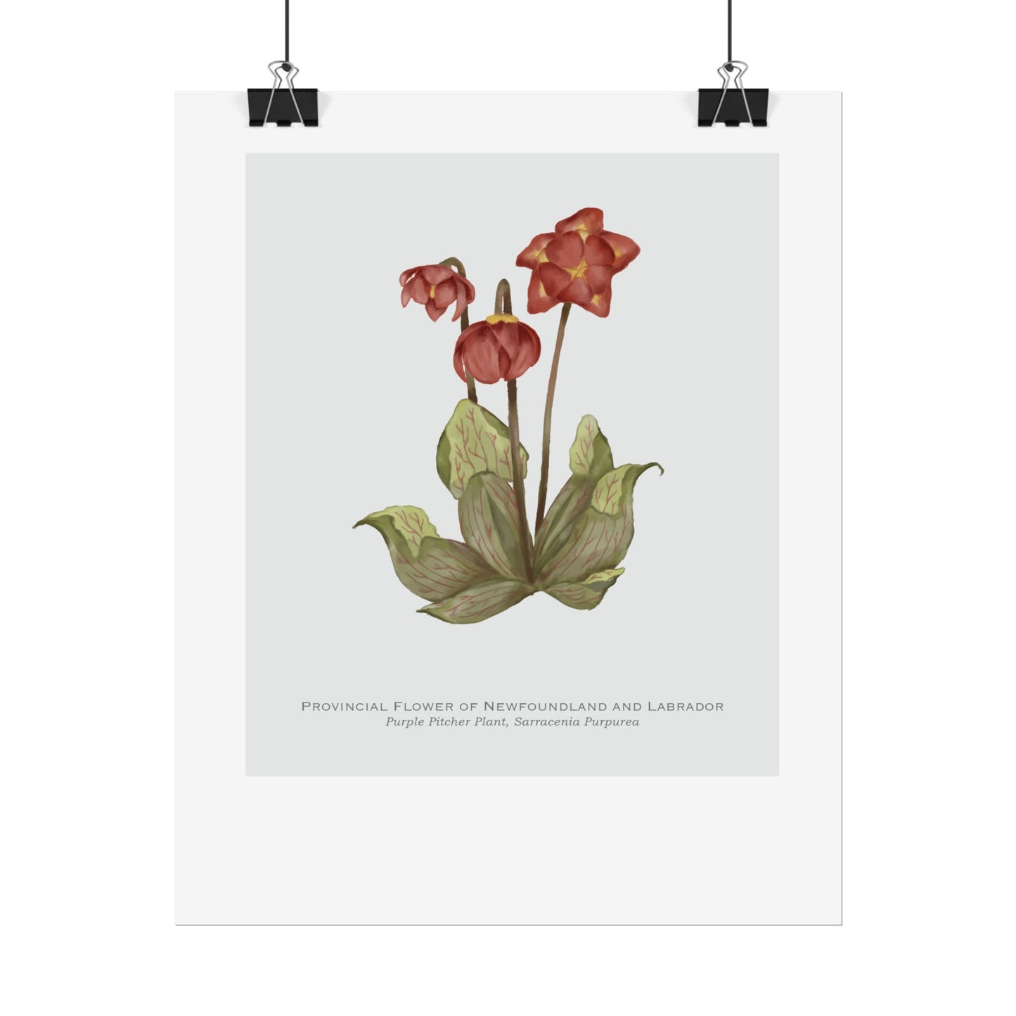 Provincial Flower of Newfoundland and Labrador Print - Purple Pitcher