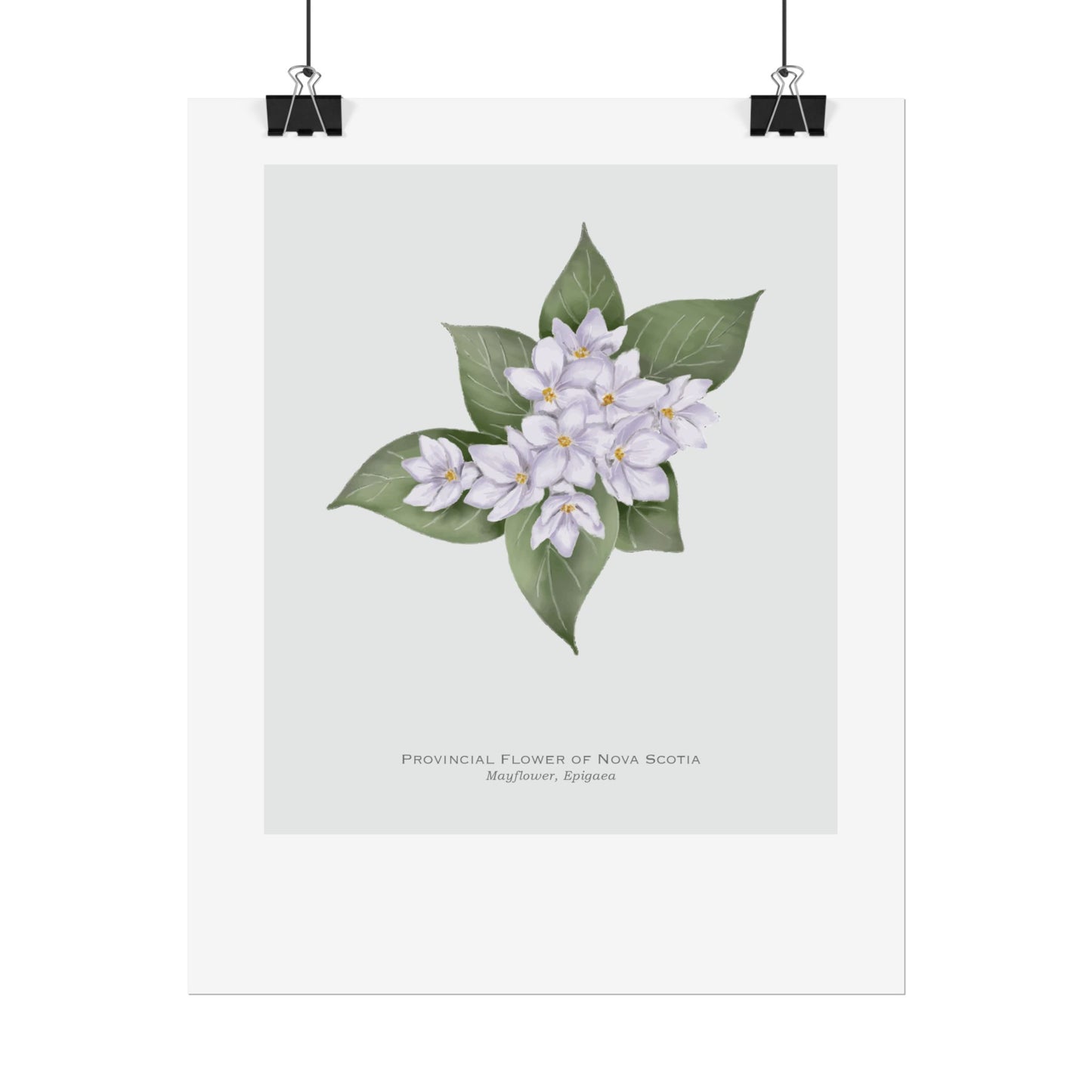 Provincial Flower of Nova Scotia Print - Mayflower