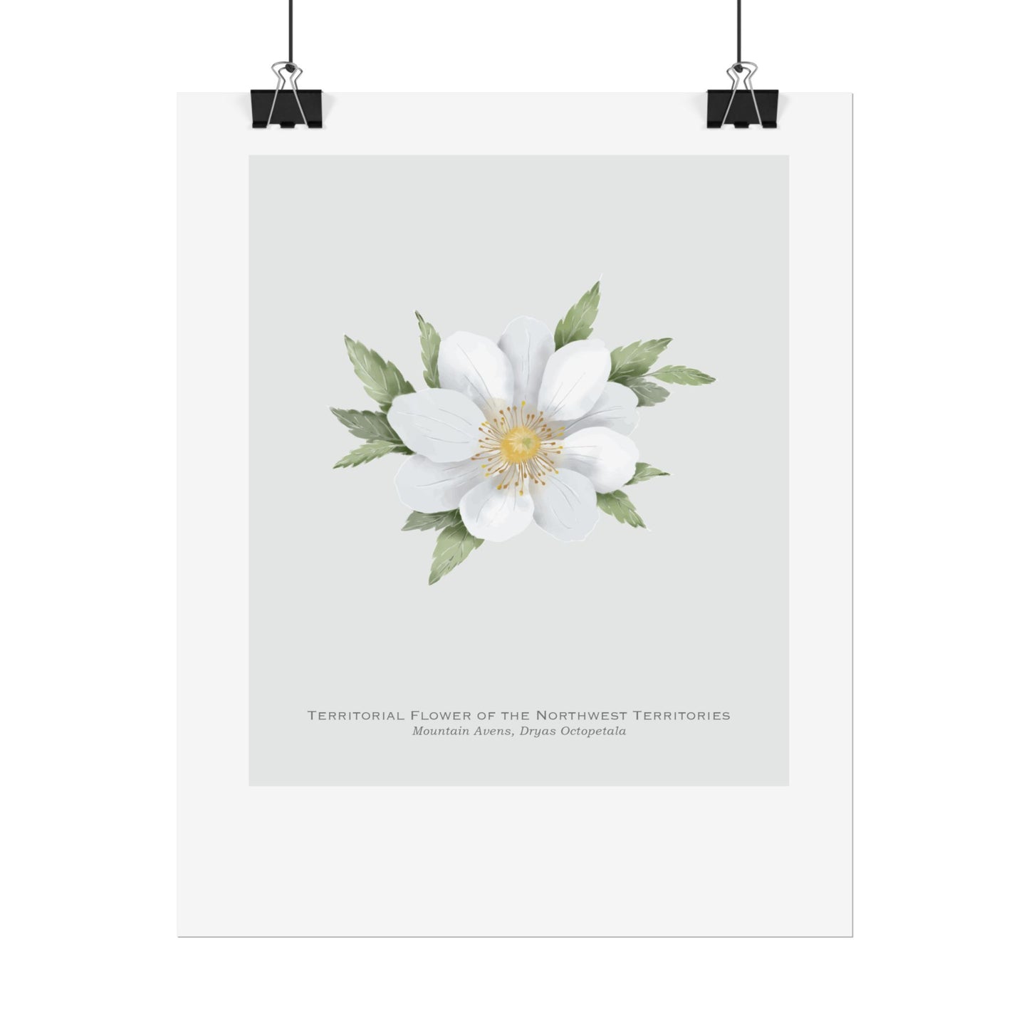 Territorial Flower of the Northwest Territories Print - Mountain Avens