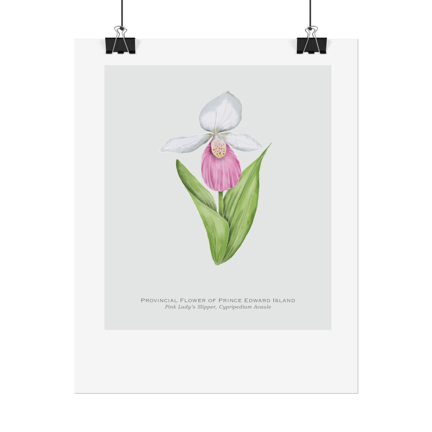 Provincial Flower of Prince Edward Island Print - Pink Lady's Slipper