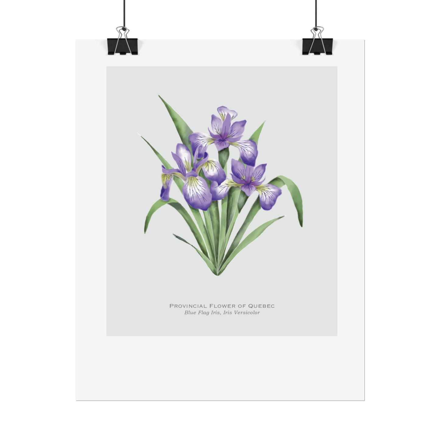 Provincial Flower of Quebec Print - Blue Flag Iris