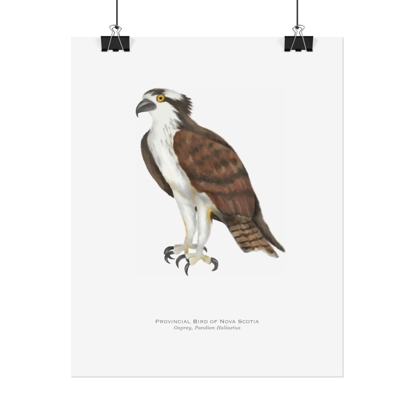 Provincial Bird of Nova Scotia Print - Osprey