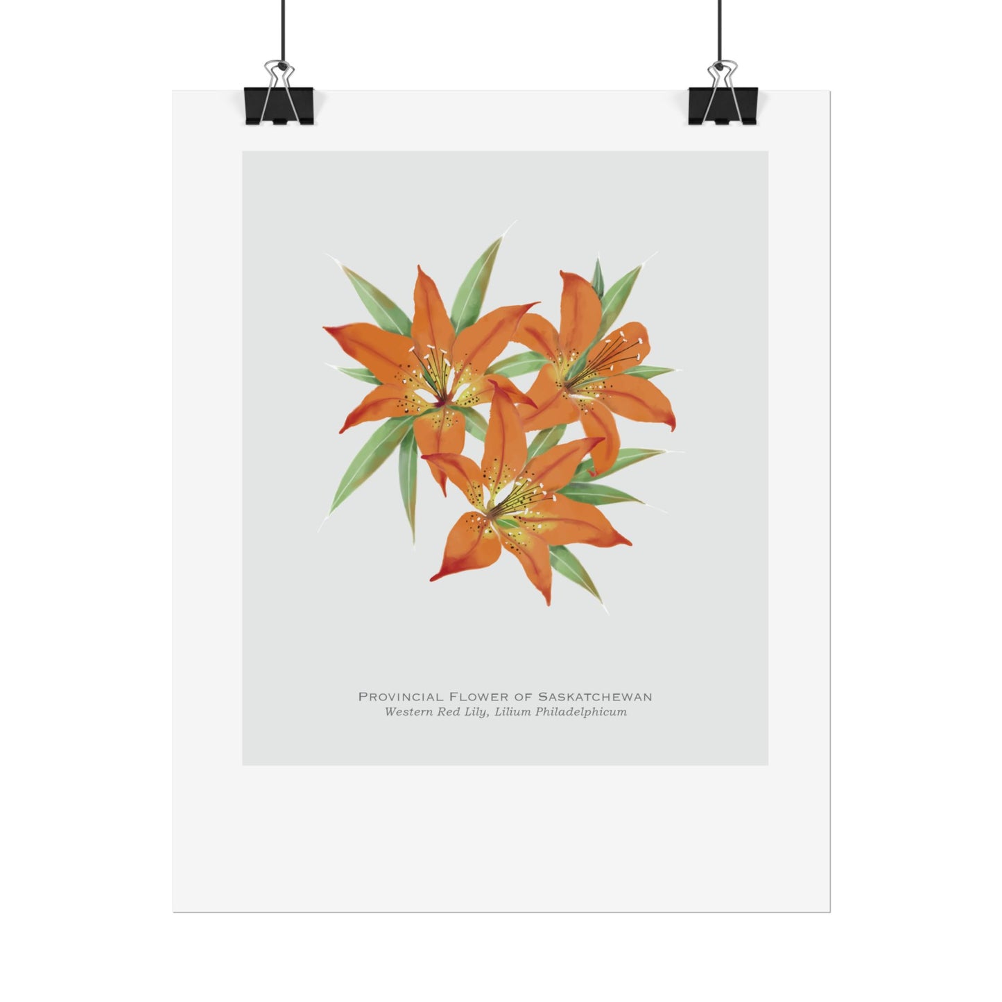 Provincial Flower of Saskatchewan Print - Western Red Lily
