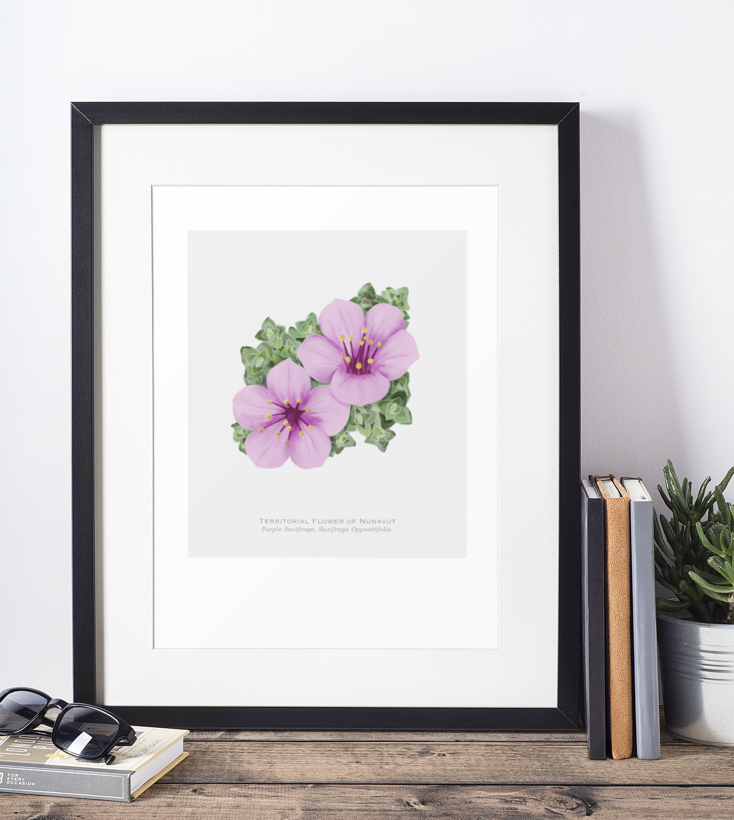 Territorial Flower of Nunavut Print - Purple Saxifrage