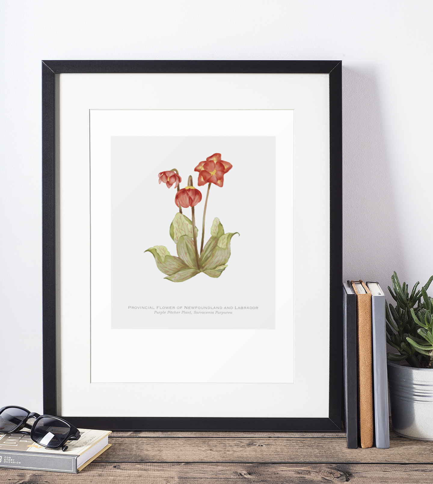 Provincial Flower of Newfoundland and Labrador Print - Purple Pitcher