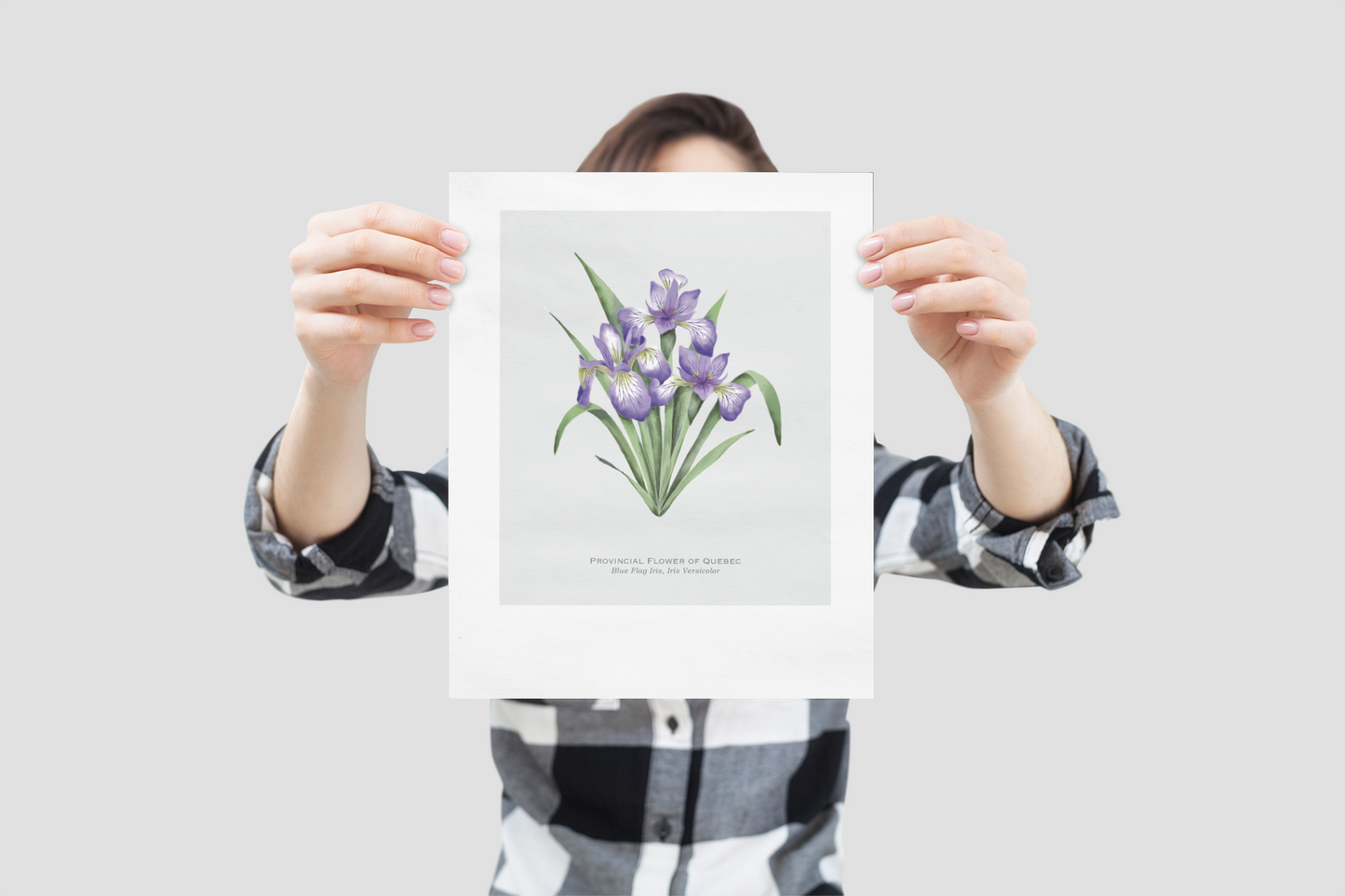 Provincial Flower of Quebec Print - Blue Flag Iris