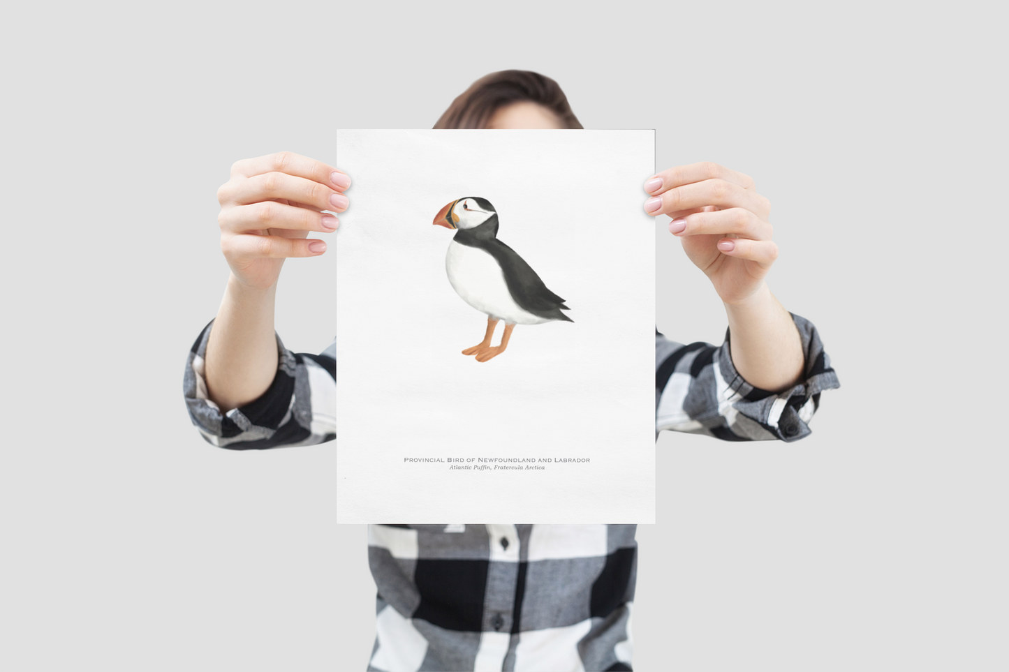 Provincial Bird of Newfoundland and Labrador Print - Atlantic Puffin