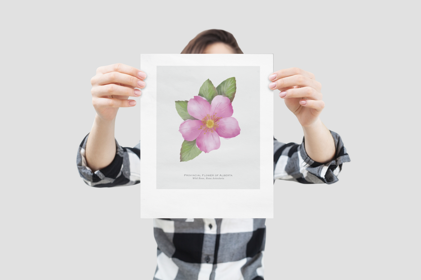 Provincial Flower of Alberta Print - Wild Rose