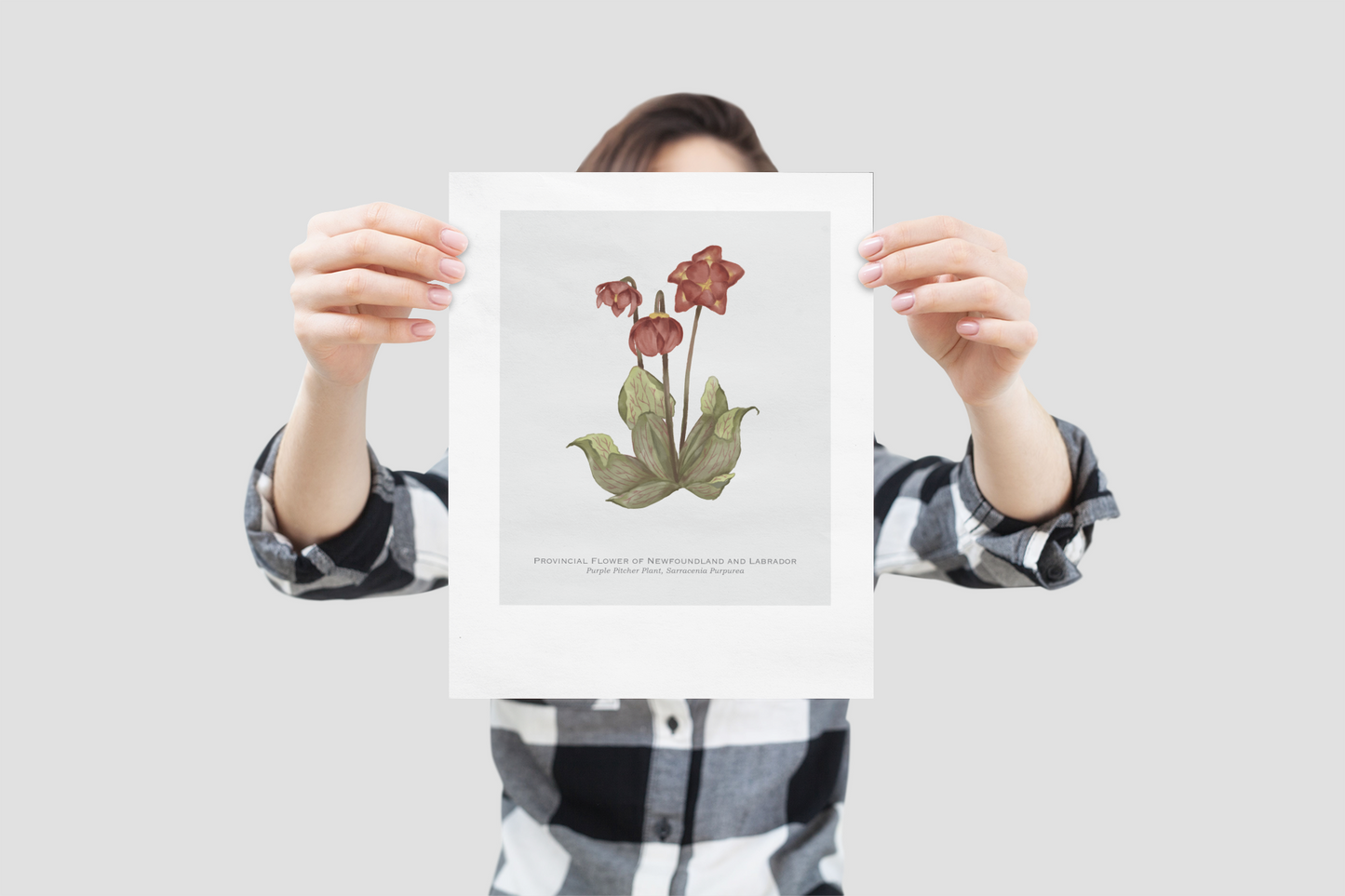 Provincial Flower of Newfoundland and Labrador Print - Purple Pitcher