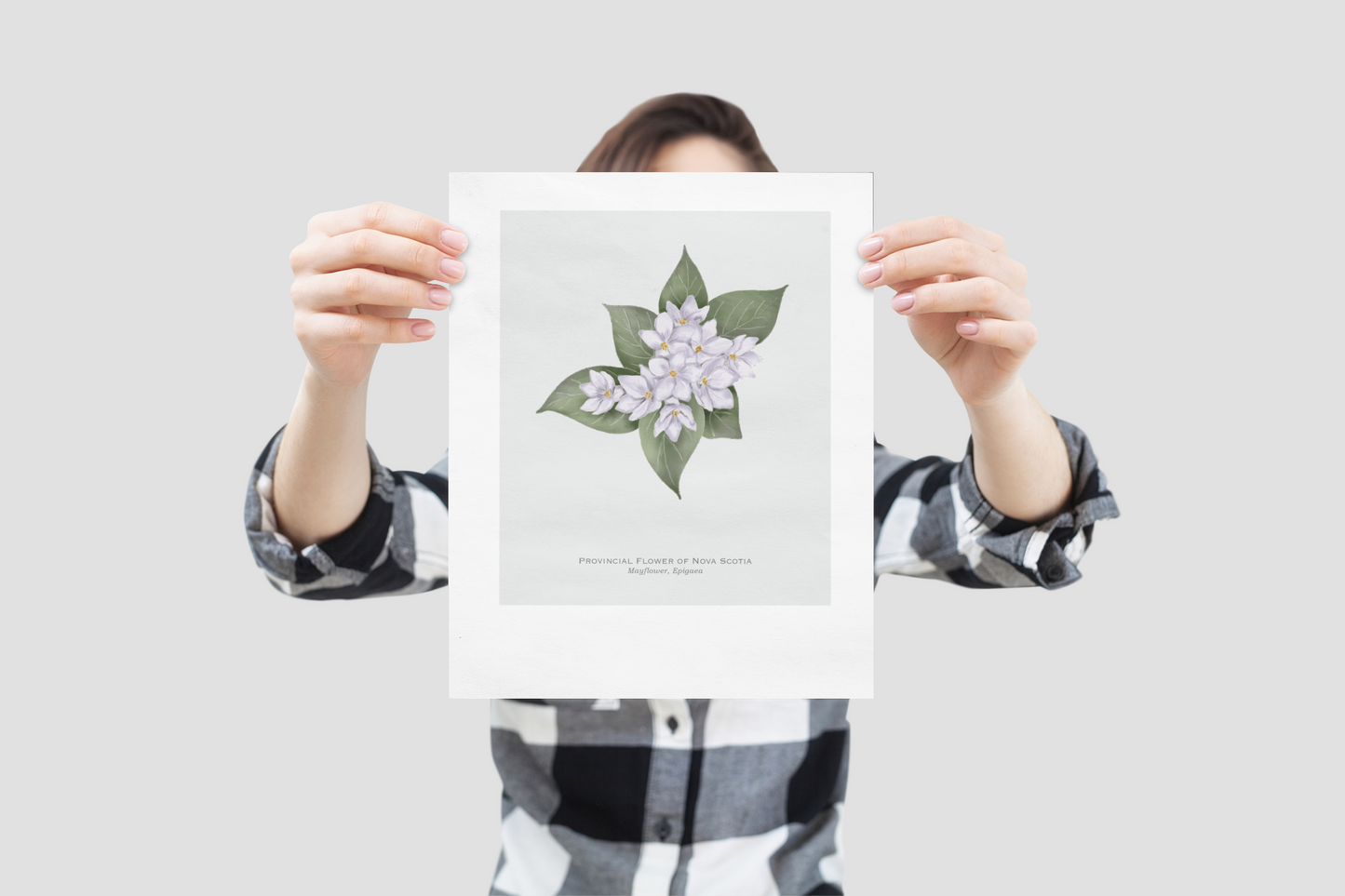 Provincial Flower of Nova Scotia Print - Mayflower