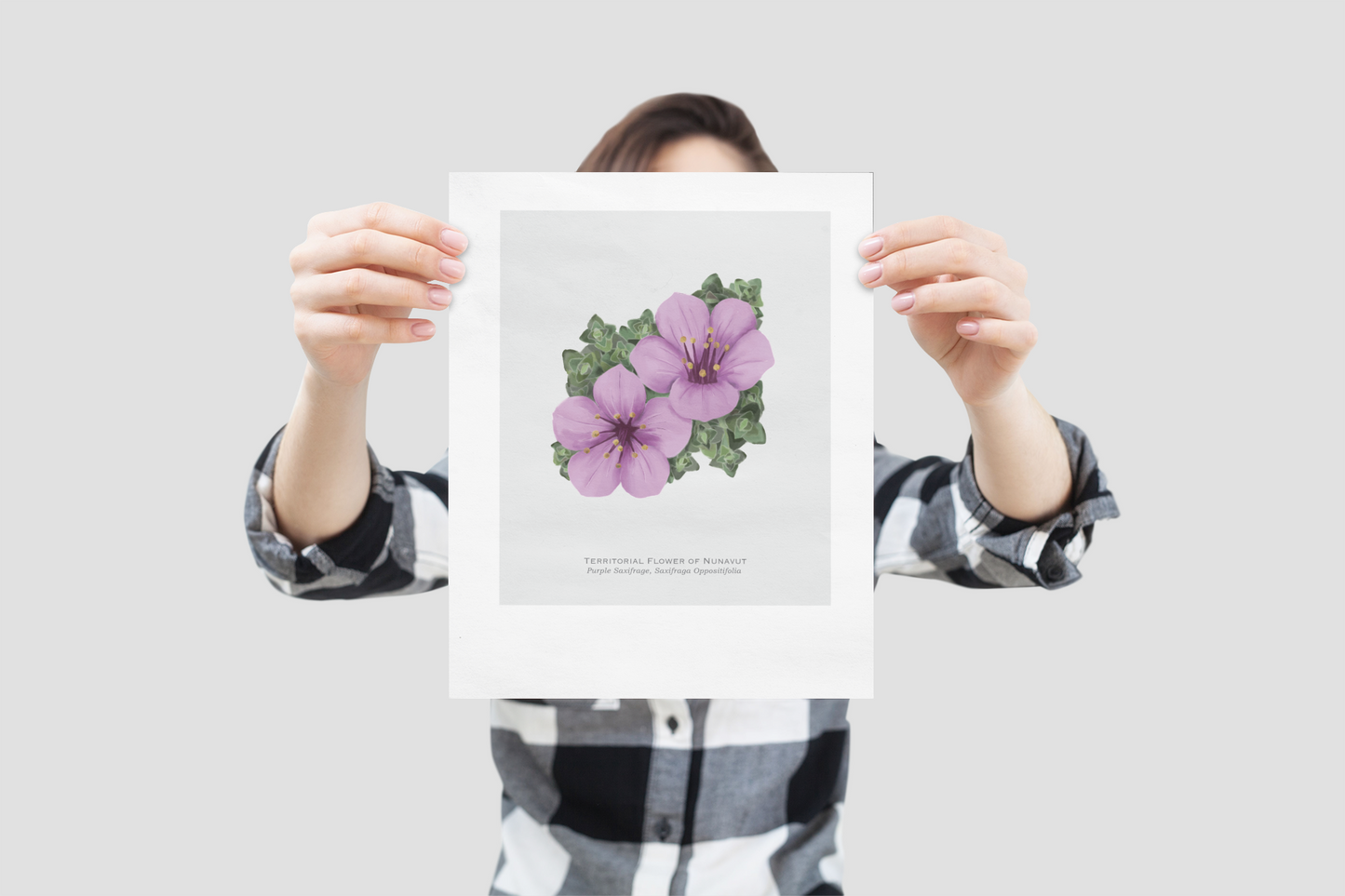 Territorial Flower of Nunavut Print - Purple Saxifrage