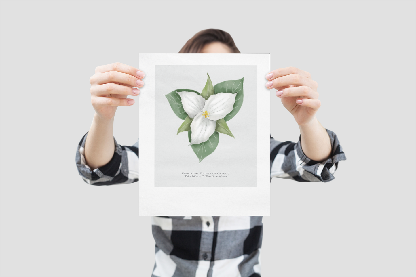 Provincial Flower of Ontario Print Print - White Trillium