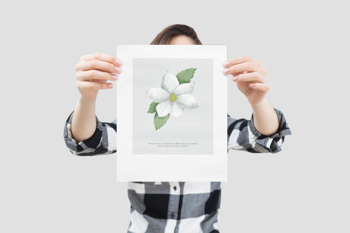 Provincial Flower of British Columbia Print - Pacific Dogwood