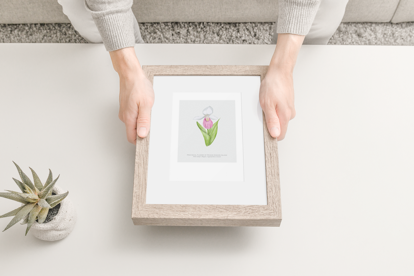 Provincial Flower of Prince Edward Island Print - Pink Lady's Slipper