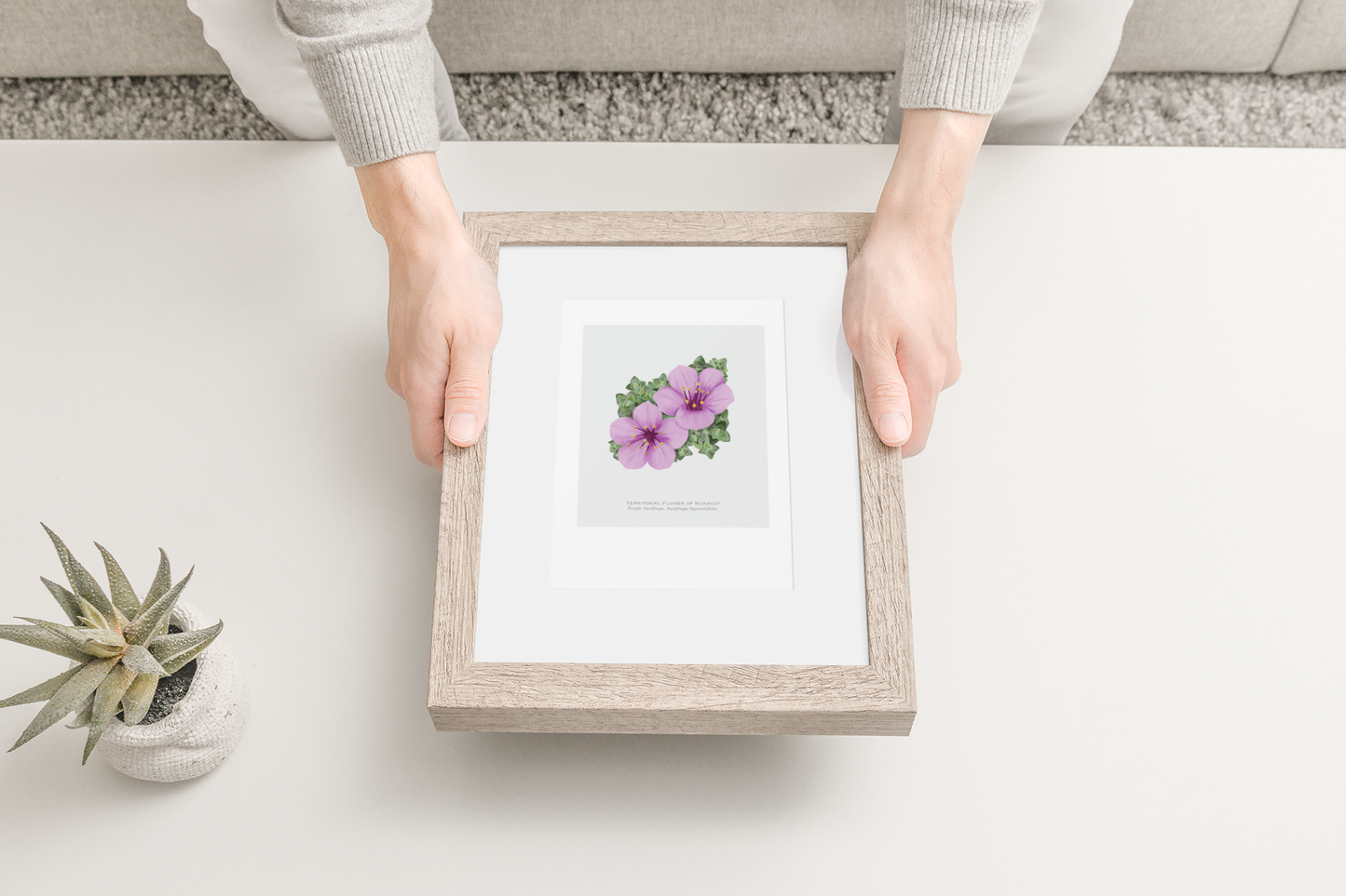 Territorial Flower of Nunavut Print - Purple Saxifrage