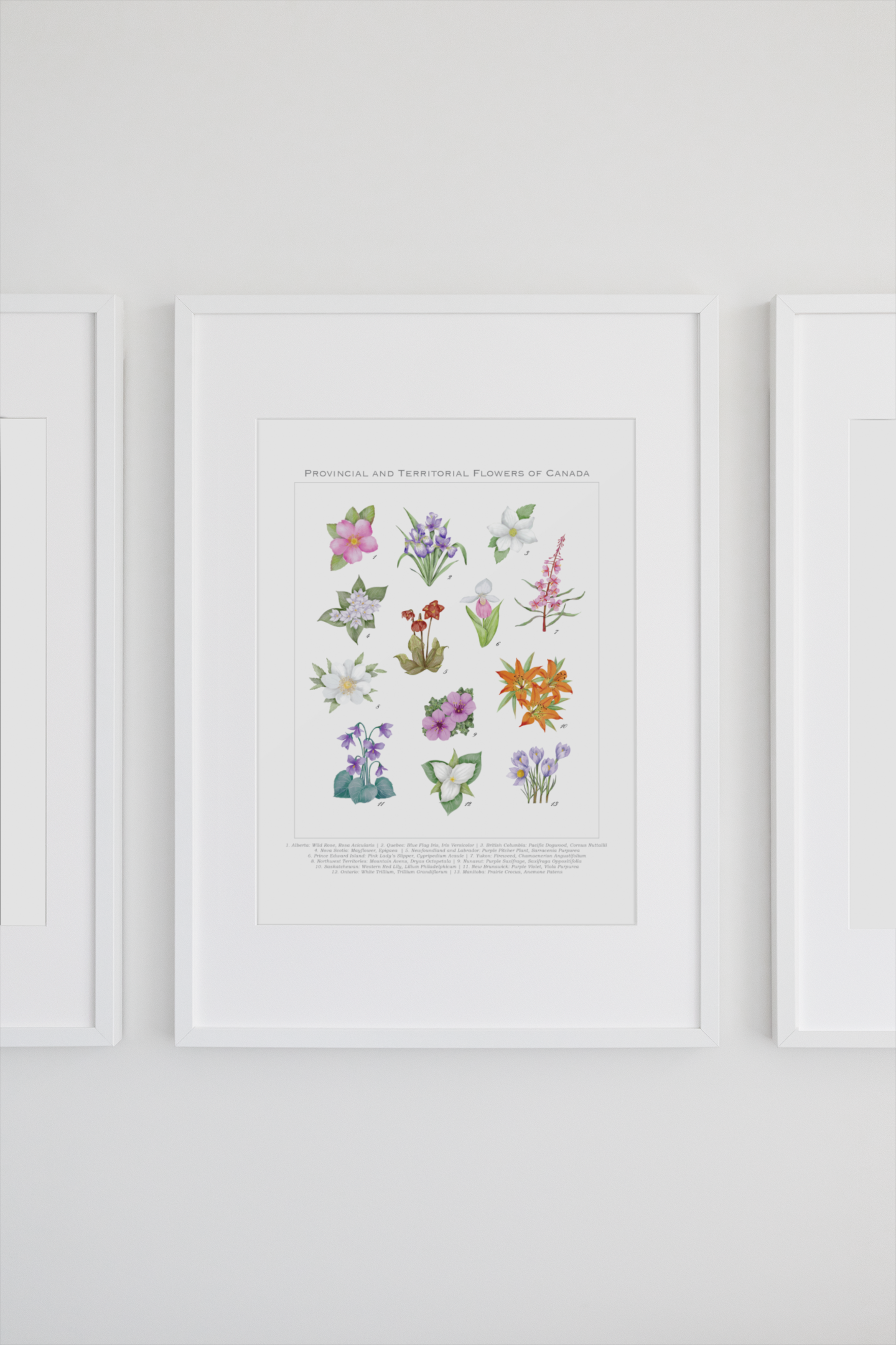 Provincial and Territorial Flowers of Canada