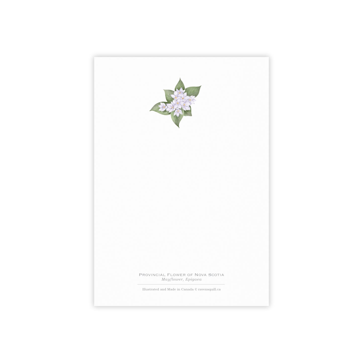 Provincial Flower of Nova Scotia Notepad - Mayflower