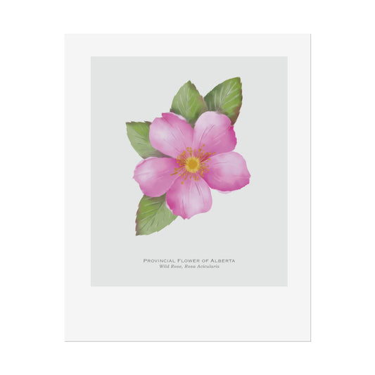 Provincial Flower of Alberta Print - Wild Rose