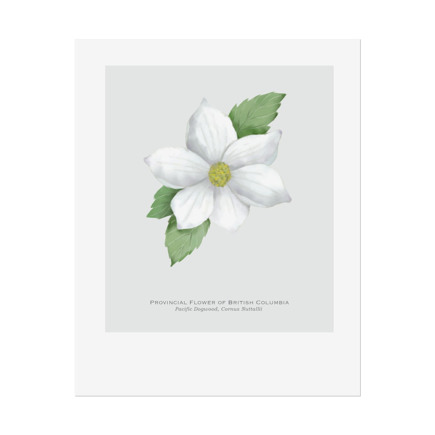 Provincial Flower of British Columbia Print - Pacific Dogwood