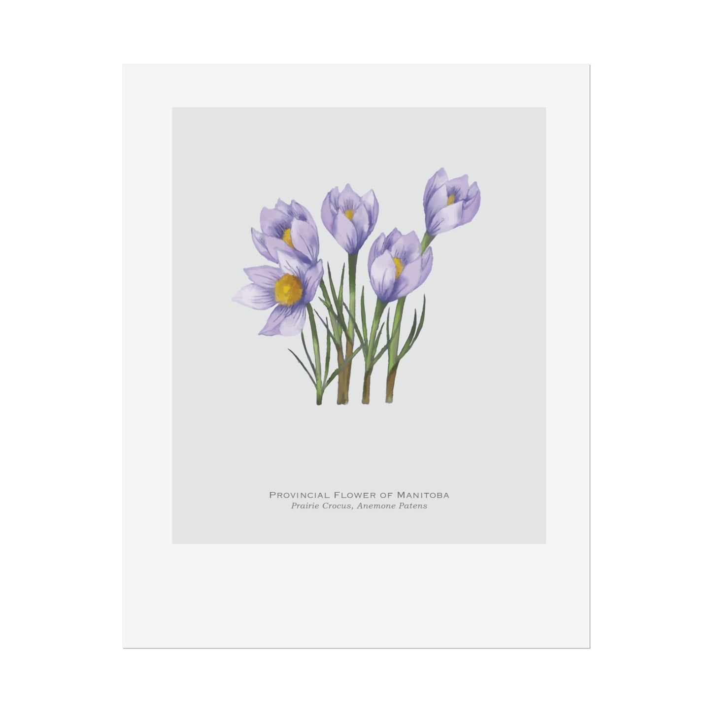 Provincial Flower of Manitoba Print - Prairie Crocus