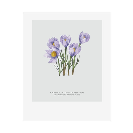 Provincial Flower of Manitoba Print - Prairie Crocus