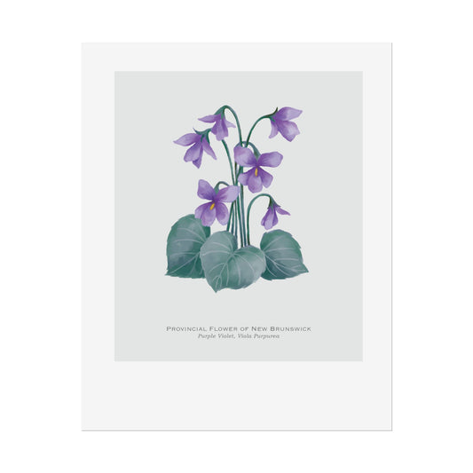 Provincial Flower of New Brunswick Print - Purple Violet