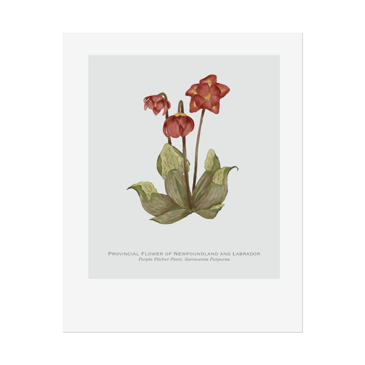 Provincial Flower of Newfoundland and Labrador Print - Purple Pitcher