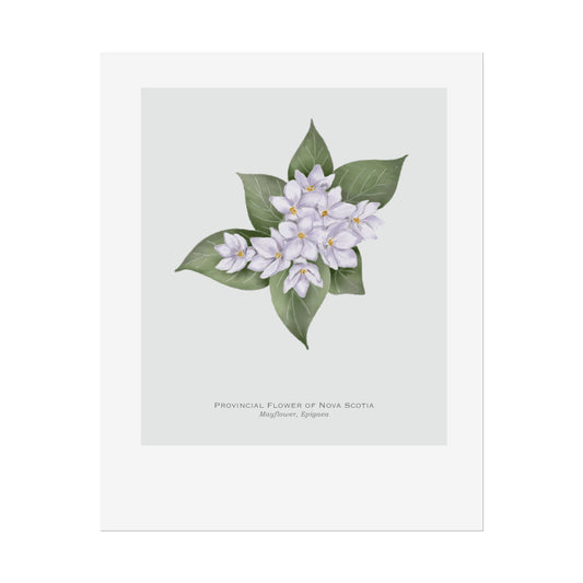 Provincial Flower of Nova Scotia Print - Mayflower