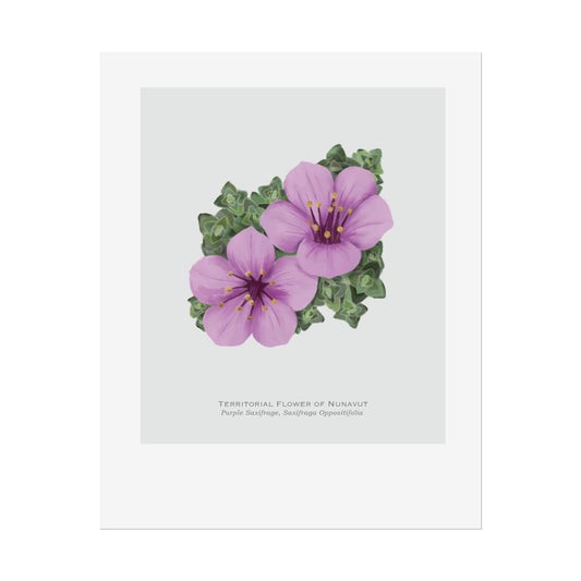Territorial Flower of Nunavut Print - Purple Saxifrage