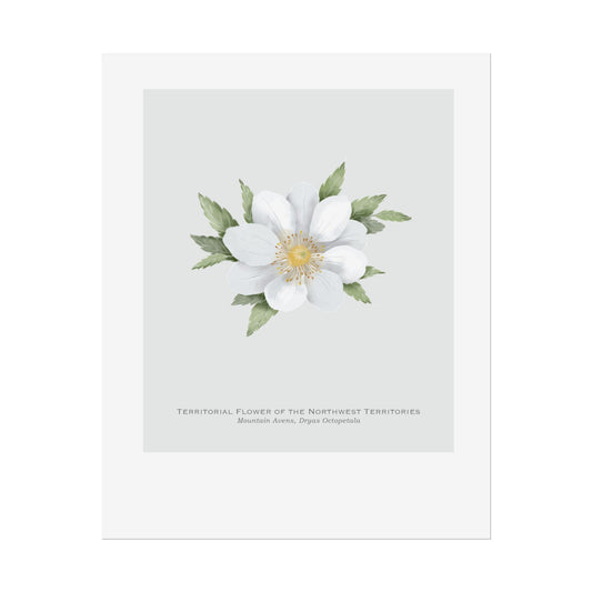 Territorial Flower of the Northwest Territories Print - Mountain Avens