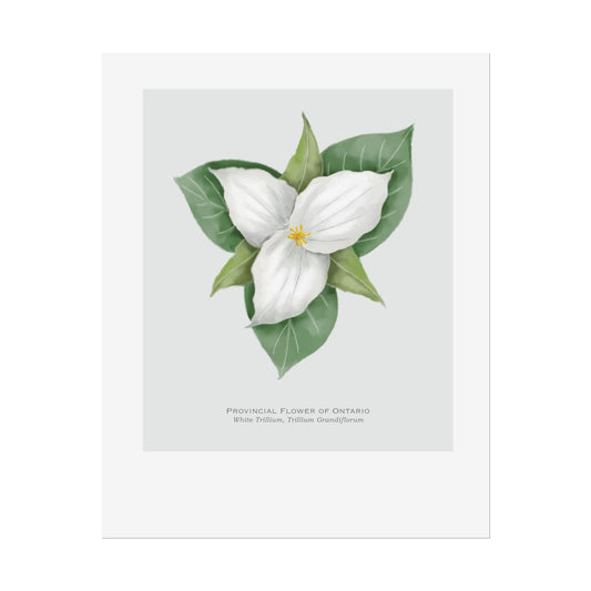 Provincial Flower of Ontario Print Print - White Trillium