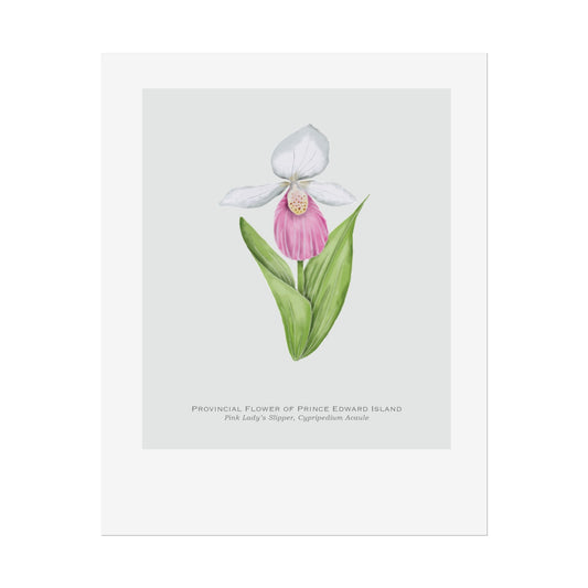 Provincial Flower of Prince Edward Island Print - Pink Lady's Slipper