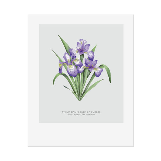 Provincial Flower of Quebec Print - Blue Flag Iris