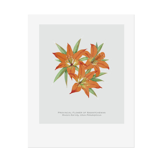 Provincial Flower of Saskatchewan Print - Western Red Lily