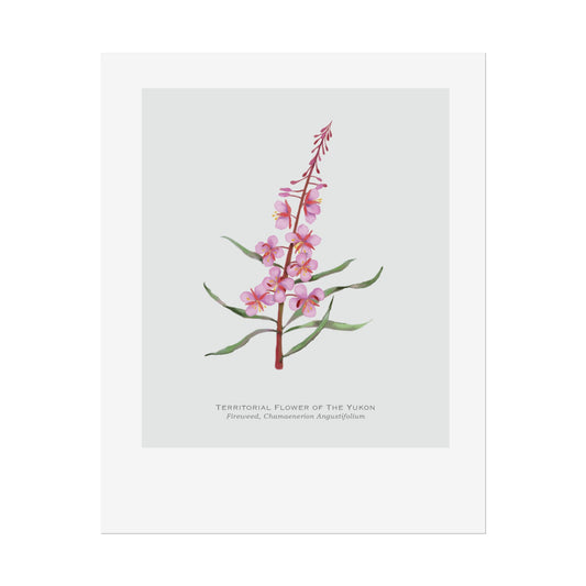 Territorial Flower of the Yukon Print - Fireweed