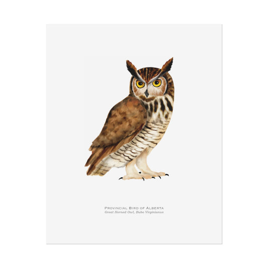 Provincial Bird of Alberta Print - Great Horned Owl