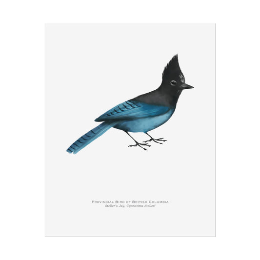 Provincial Bird of British Columbia Print - Steller's Jay