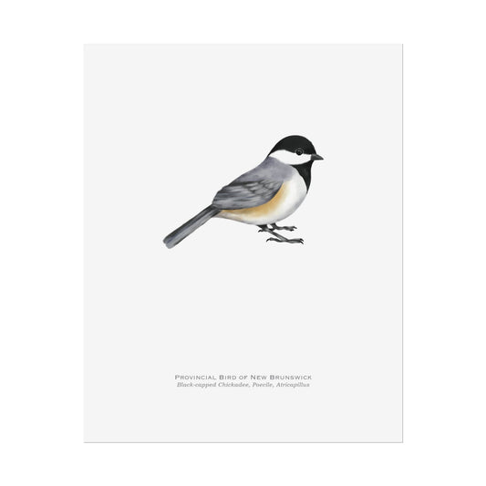 Provincial Bird of New Brunswick Print - Black-capped Chickadee