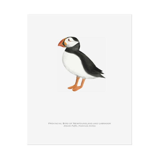 Provincial Bird of Newfoundland and Labrador Print - Atlantic Puffin