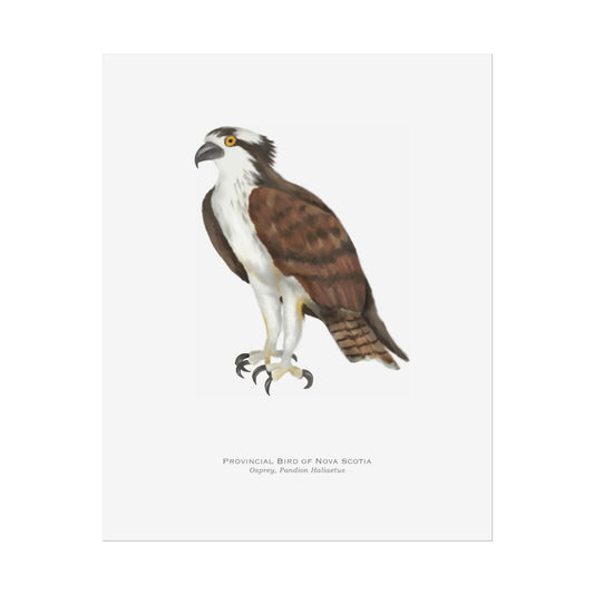 Provincial Bird of Nova Scotia Print - Osprey