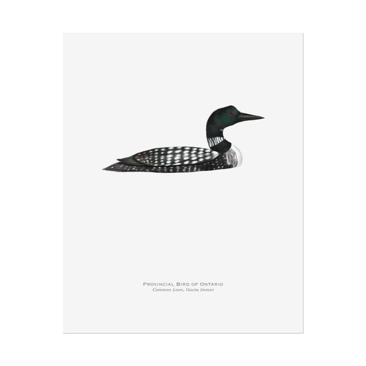 Provincial Bird of Ontario Print - Common Loon