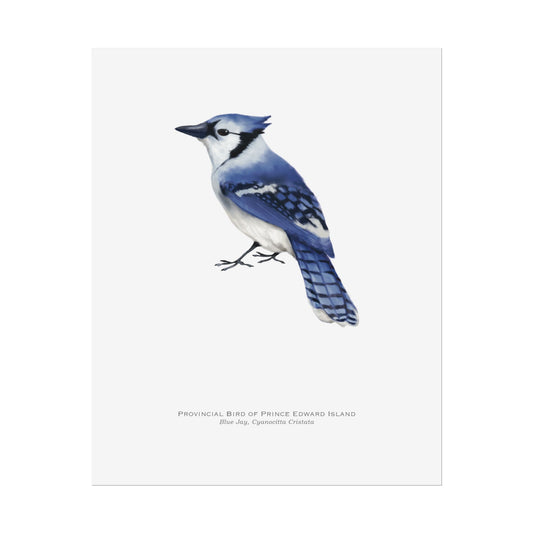 Provincial Bird of Prince Edward Island Print - Blue Jay