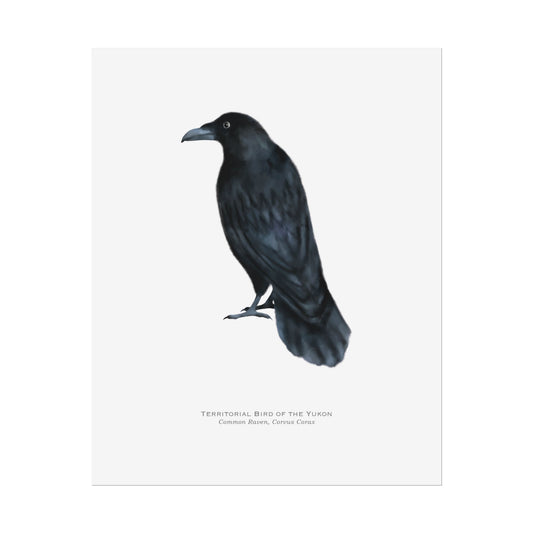 Territorial Bird of the Yukon Print - Raven