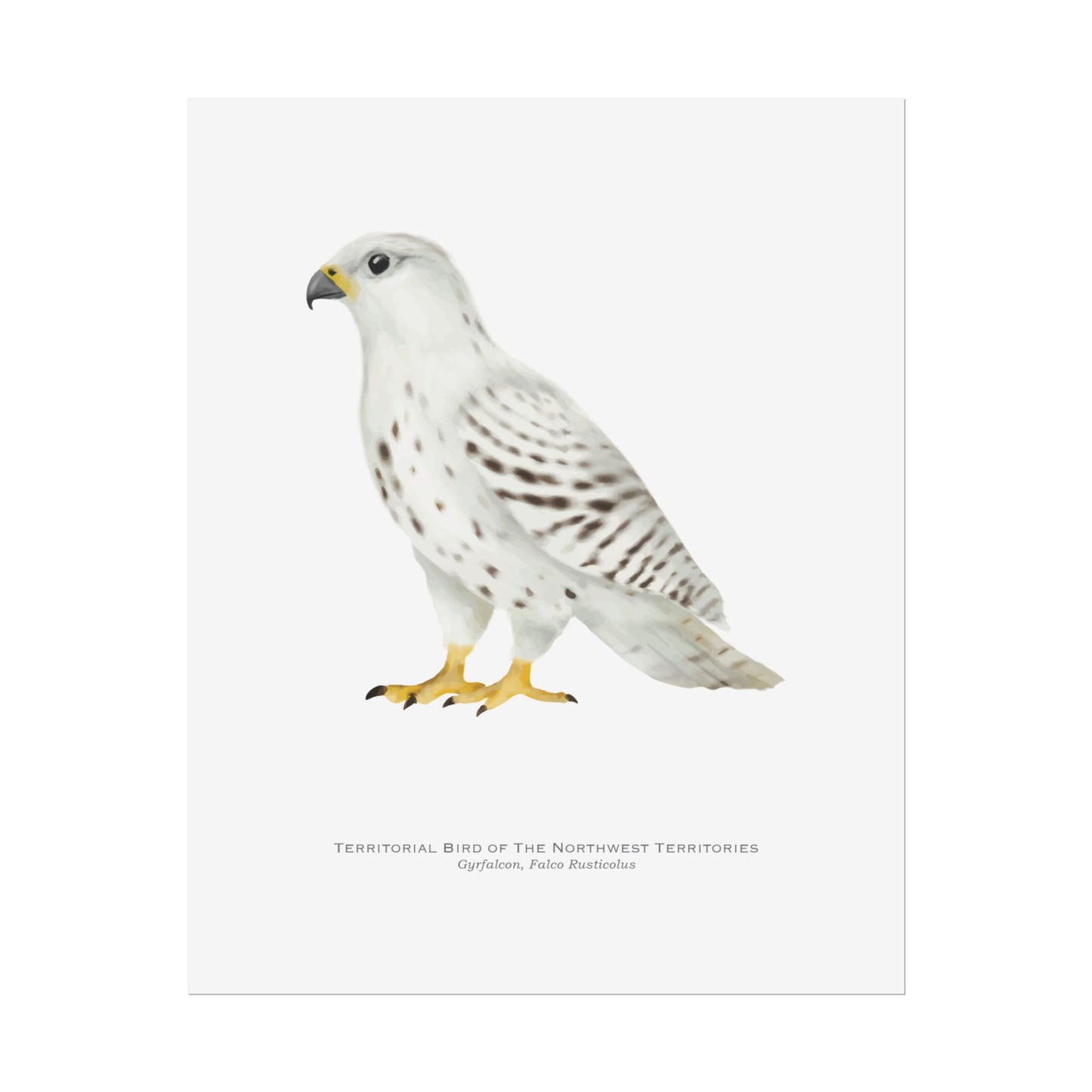 Territorial Bird of the Northwest Territories Print - Gyrfalcon